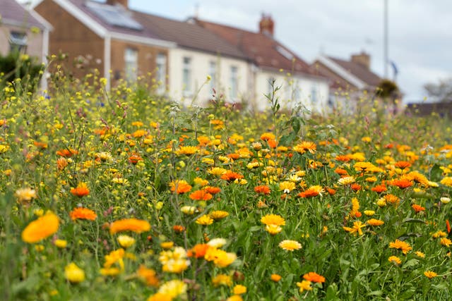 <p>A wildflower garden is a beautiful thing</p>