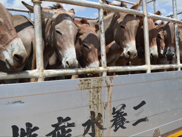 <p>Around 6.7 million donkeys every year are forecast to be killed out of Africa’s population of 11 million </p>