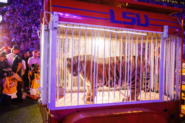<p>A caged Bengal tiger is wheeled into the stadium on Saturday</p>