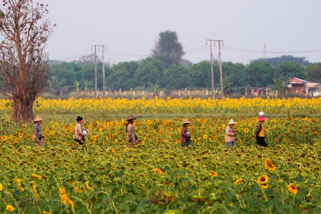 Myanmar Peasants Day