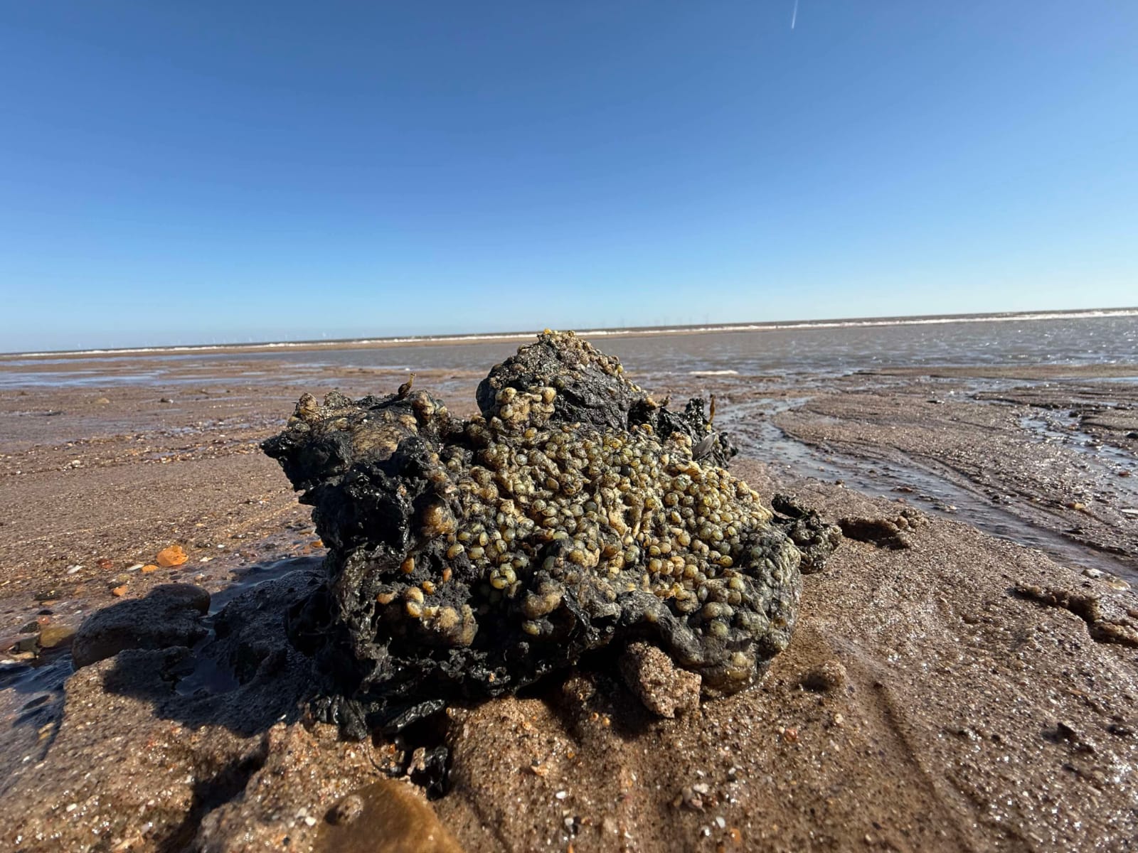 Nurdles have washed up on beaches in Lincolnshire and Norfolk