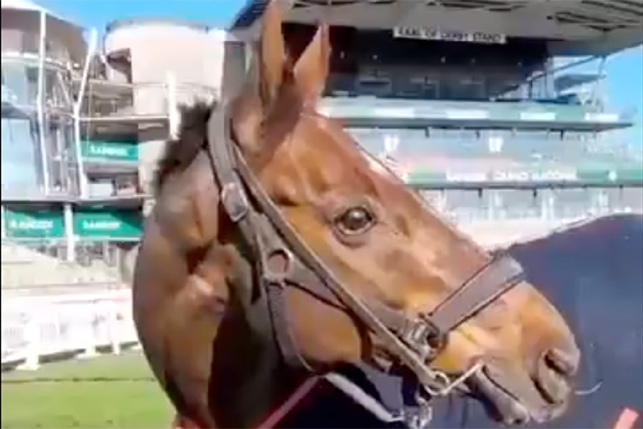 Celebre D’Allen’s owners shared an update on his condition before it worsened overnight