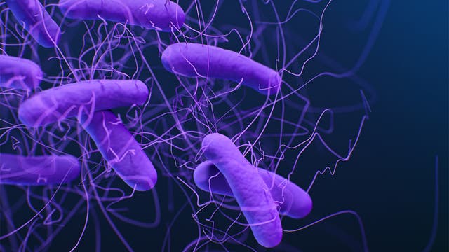 <p>Fecal transplants are often used to help people with C. diff bacterial infections. Some 500,000 occur each year</p>
