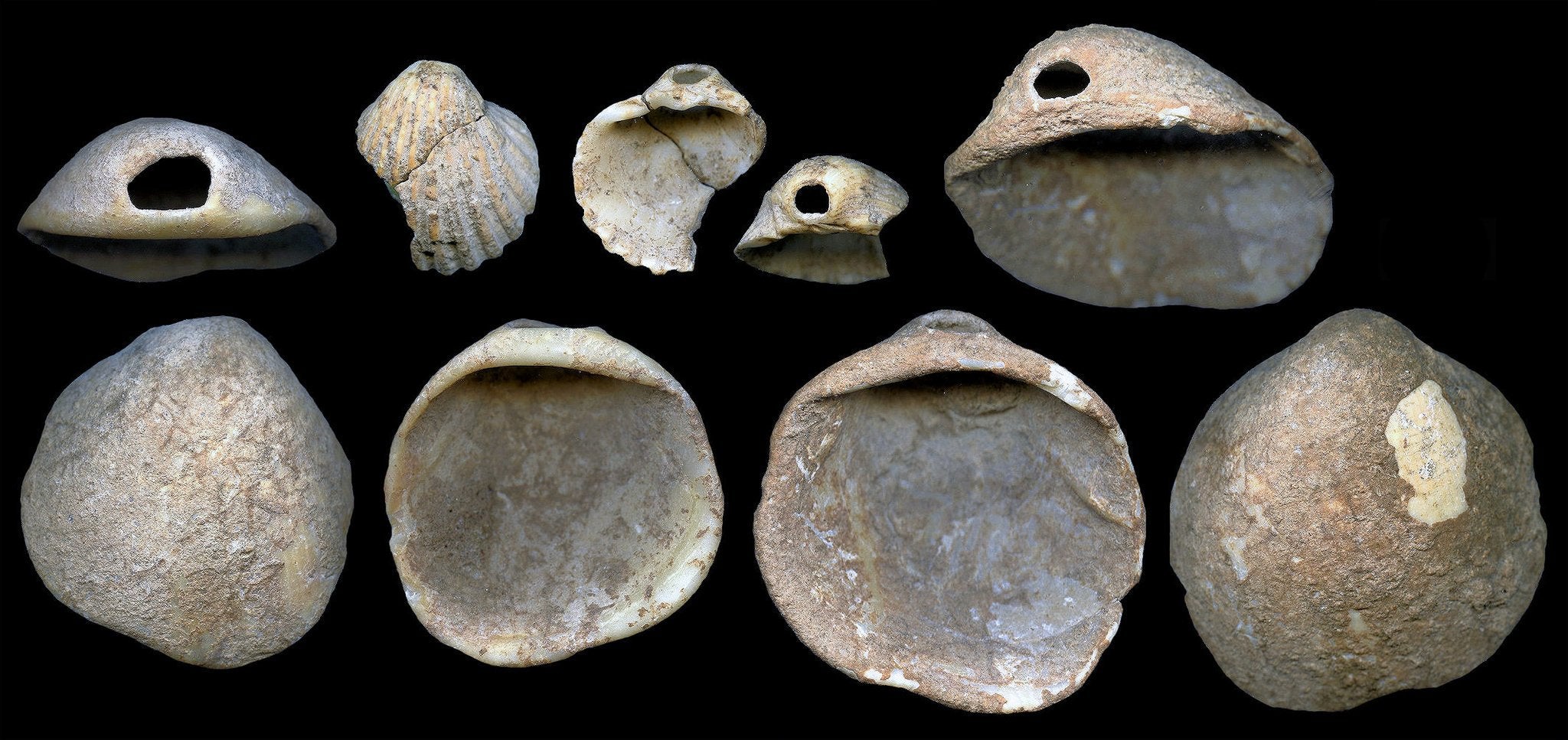 Pierced and coloured shells – previously thought to have been made by humans, but the new study suggests Neanderthals may have been responsible (J Zilhao)