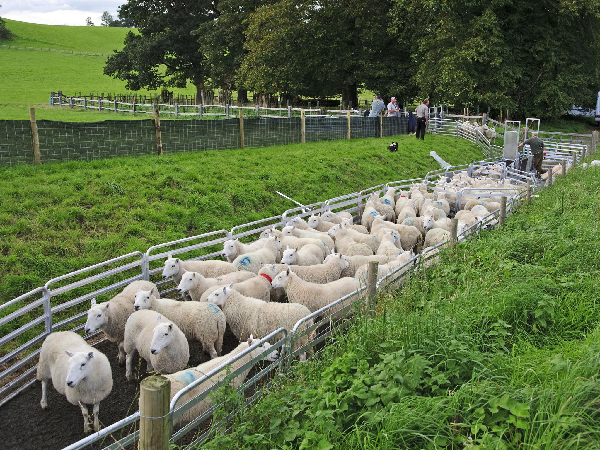 Sheep farming in Llandeilo, Carmarthenshire: Welsh farmers fear immigration, though there are comparatively few immigrants in the area