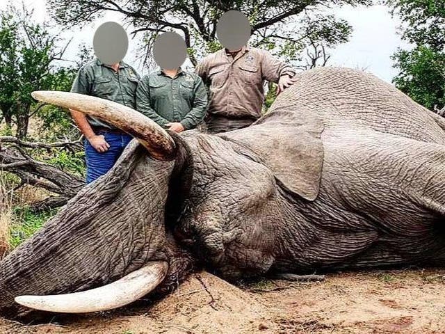 <p>Trophy hunters  </p>